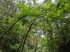 -素山寺森林公园