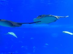-珠海长隆海洋王国