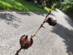 -黄山鲁森林公园