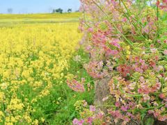 -三圣花乡旅游区
