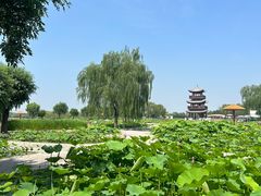 -白洋淀风景区