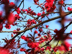 -意满花千醉(金茂览秀城店)