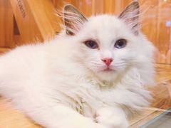 -袖虎·猫馆(体育西路店)