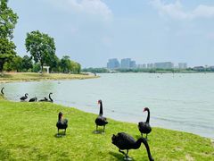 -西山漾湿地公园