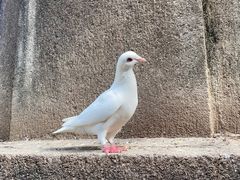 -音乐台