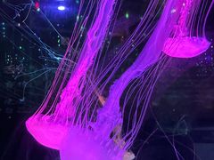 -正佳极地海洋世界