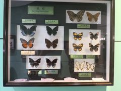 -上海昆虫博物馆