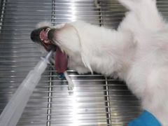 -米苏动物医院·犬猫专科·骨科外科内窥镜