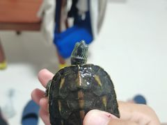 -清平路水族市场