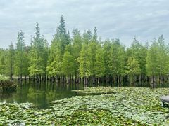 -白鹭湾湿地公园