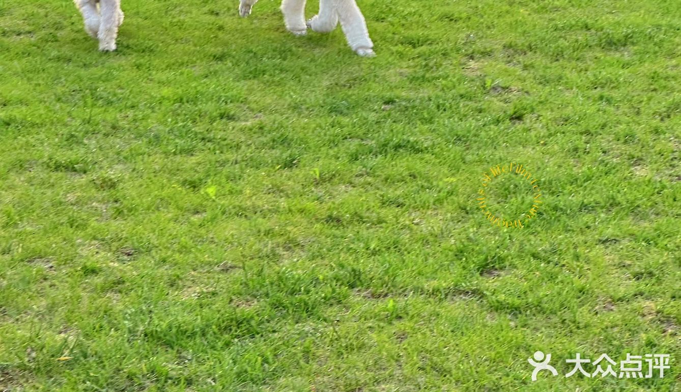 北京宠物友好咖啡厅