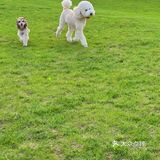 北京宠物友好咖啡厅