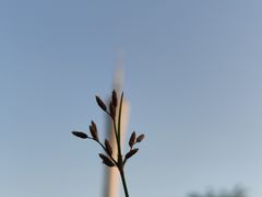 -广州塔