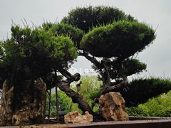 -泰州凤城河风景区-泰山公园