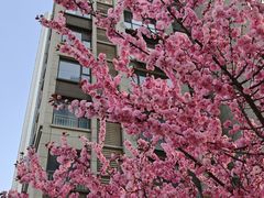 -石家庄市植物园