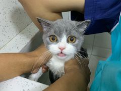 -佳雯宠物医院(金华南路分院)