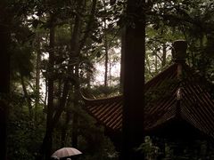 -天目山大树王景区