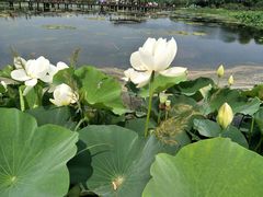 -荷塘月色湿地公园·向阳花洲