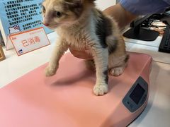 -御宝贝·A梦猫科宠物医院(国际猫友好医院)