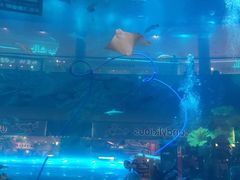 -迪拜水族馆及水下动物园