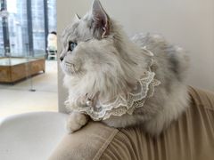 -怪兽屋·羊驼·猫咖·狗咖(俊华广场店)