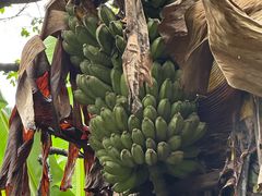 -开平碉楼文化旅游区马降龙景区