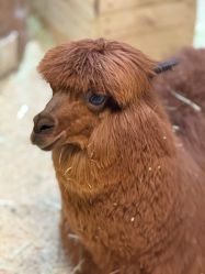 -Zoolung Zoolung动物主题公园(海信广场店)