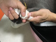-咕噜咕噜宠物医院·CT·肿瘤科·骨科(前海院)