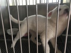 -北京观赏动物医院·24小时大型综合·猫专科·异宠专科