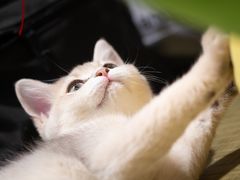-逗柴咖啡屋·狗咖猫咖宠物桌游