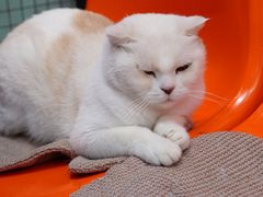 -猫咪博物馆(顶澳仔猫街店)