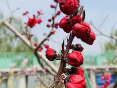 -大兴滨河森林公园