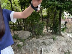 -神仙树公园