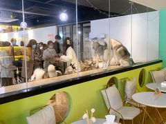 -Husky Go! 哈士奇体验馆·宠物咖啡厅狗咖