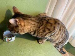 -猫猫幼稚园·撸猫·桌游·电玩