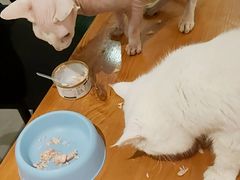 -猫小院猫主题餐厅(三里屯店)
