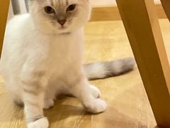 -猫咪派对(江南西店)