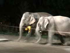 -清迈夜间动物园