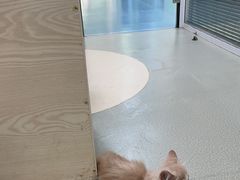 -美美宠物诊疗中心·异宠·骨科(滨江东信分院)