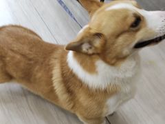 -申普宠物医院·眼科·心内科·影像科(普陀分院)