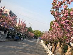 -嘉定紫藤园