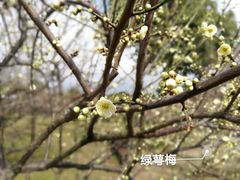 -香雪海