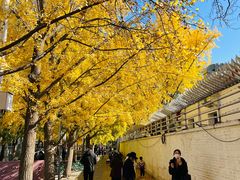 -三里屯东五街银杏大道