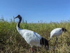 -黑龙江扎龙生态旅游区