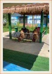 -萌宠亲子动物乐园(槐房万达店)