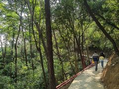 -火炉山森林公园