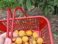 -塘栖枇杷特色园区