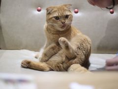 -藏猫猫咖啡主题馆(中央大道店)