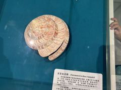 -青岛贝壳博物馆