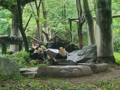 -都江堰中华大熊猫苑
